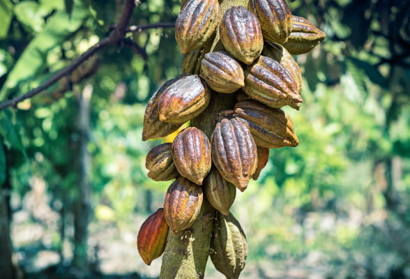 Manage cocoa price risk