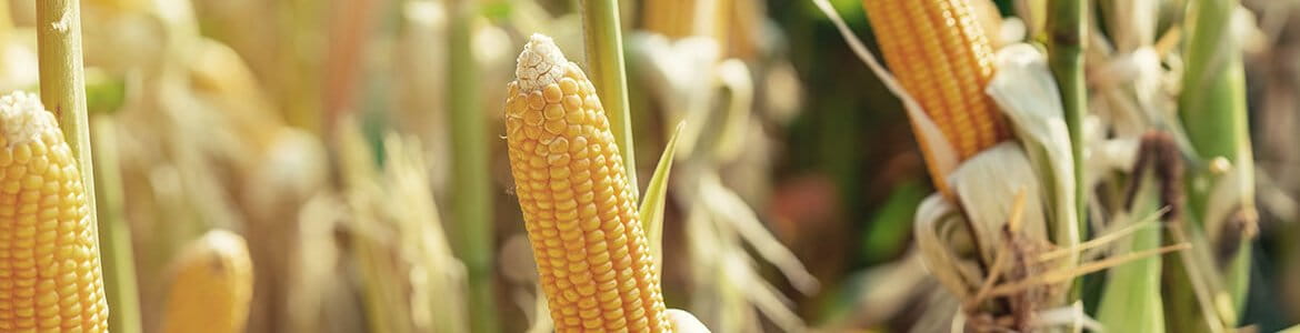 Corn growing in field